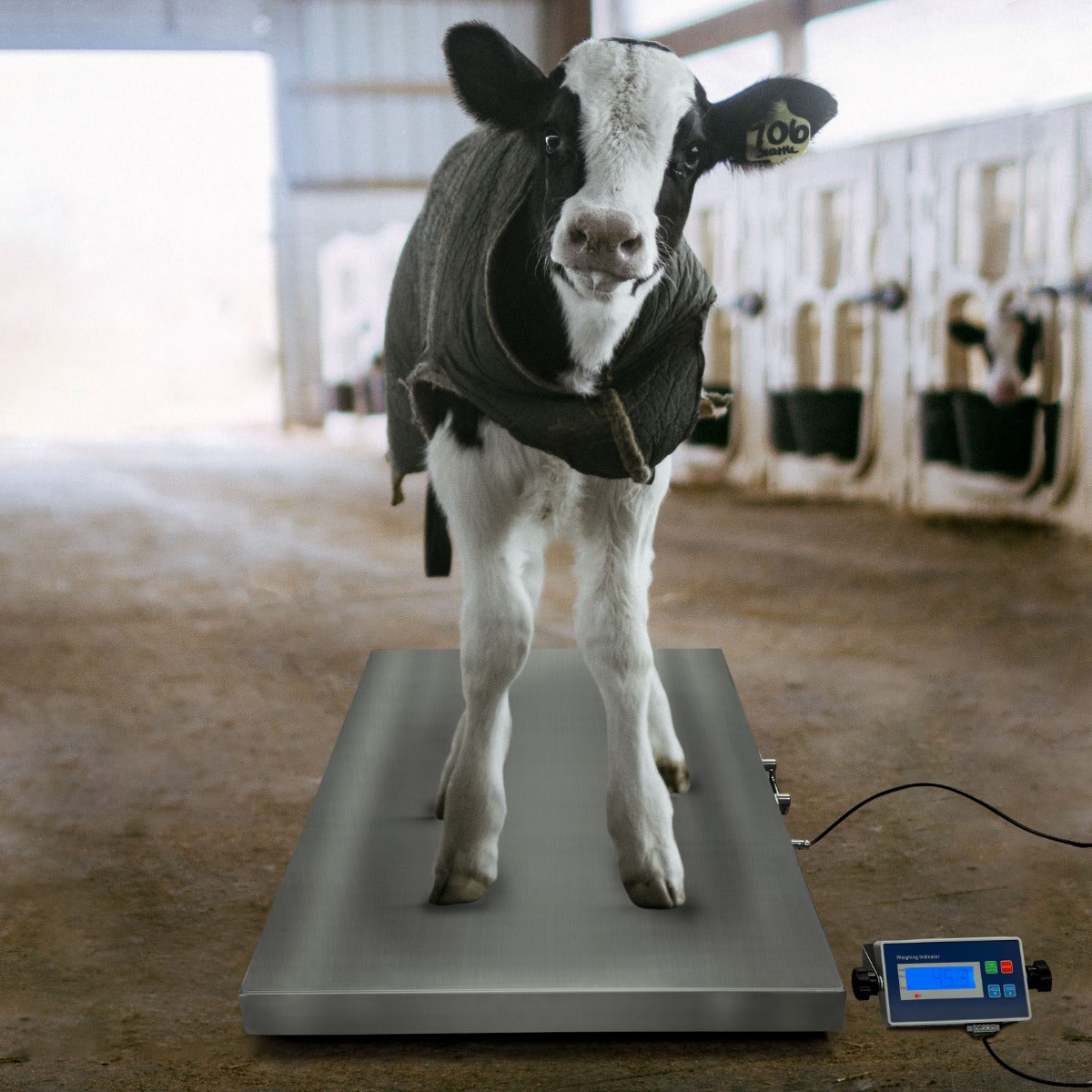 Balança Veteriná ria 60cm x 90cm