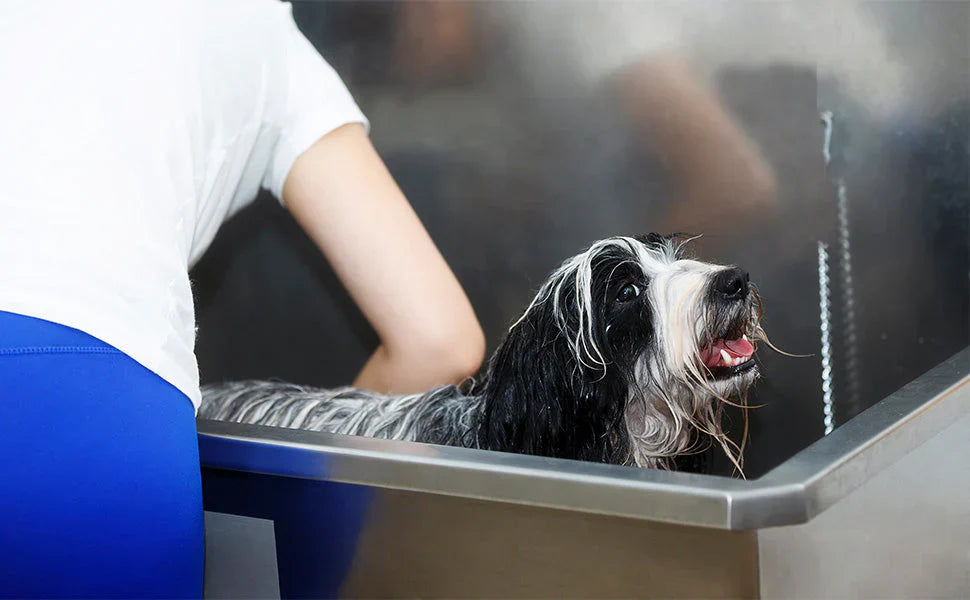 Cão de pelagem longa e molhada em uma banheira de aço inox, enquanto uma pessoa o está lavando com cuidado e atenção