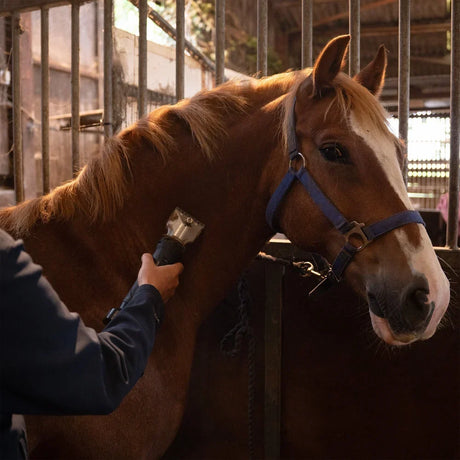 Cavalo castanho com crina clara sendo tosquiado em estábulo, com foco na máquina de tosquia e no cuidado do animal