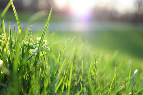 Equipamentos Essenciais de Jardinagem para Começar a Primavera com o Pé Direito