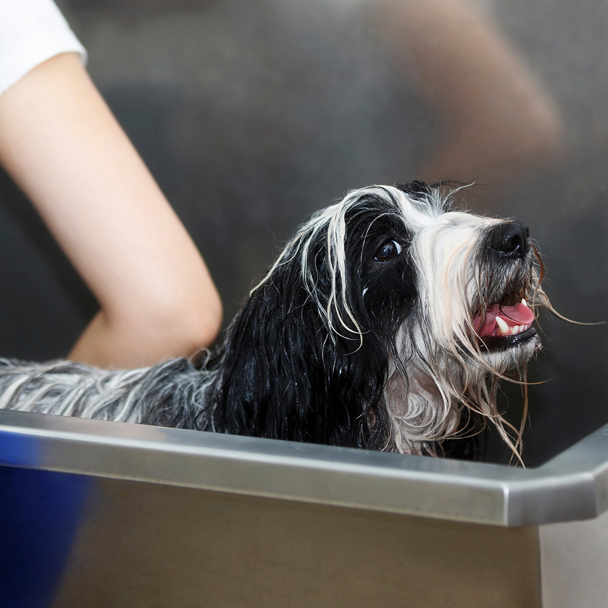 Estação de lavagem de animais de estimação aço inoxidável | 600 mm